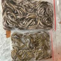 Gambar Anakan Ikan Gabus Beku/Pakan Arwana Dan Ikan Predator Best Seller - 2-3cm dari dilanshop 1 undefined 2 Tokopedia