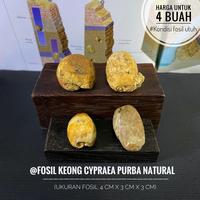 Gambar Fosil Keong Kuwuk Cypraea Purba B86 atau Fosil Keong Buntet atau Fossil Snail atau Fosil Kerang atau Fosil Biota Laut Temuan dari Kebun Fosil undefined 1 Tokopedia