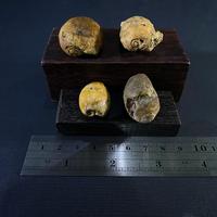 Gambar Fosil Keong Kuwuk Cypraea Purba B86 atau Fosil Keong Buntet atau Fossil Snail atau Fosil Kerang atau Fosil Biota Laut Temuan dari Kebun Fosil undefined 3 Tokopedia