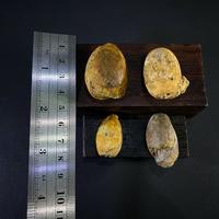 Gambar Fosil Keong Kuwuk Cypraea Purba B86 atau Fosil Keong Buntet atau Fossil Snail atau Fosil Kerang atau Fosil Biota Laut Temuan dari Kebun Fosil undefined 2 Tokopedia