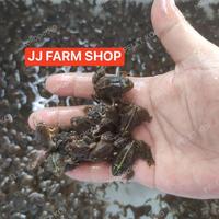 Gambar Kodok Air Hidup Katak Air Seger Pakan Makanan Ikan Predator Arwana Dll Best Seller dari dilanshop 1 undefined 1 Tokopedia
