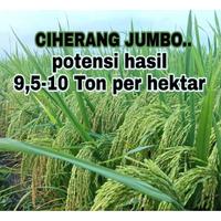 Gambar "Qriss" Benih Bibit Padi Ciherang Jumbo Kwalitas Super Unggul 200Gram dari agar agar sunda undefined 2 Tokopedia