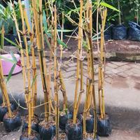 Gambar pohon pring kuning /bambu kuning/tanaman bambu kuning dari sanggar nayla lestari undefined 2 Tokopedia