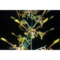 Gambar Anggrek Dendrobium Klaten Bersinar - Seedling Foresta Orchids Bumi Bibit Dendro Bulat Keriting dari Bumi Orchids & Tillandsia undefined 3 Tokopedia