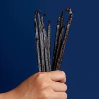 Gambar Vanilla Beans Planifolia GRADE A Gourmet (Biji Vanila 100% ORGANIK) - 25 Gram, 14-15 Cm dari BEST VANILLA NUSANTARA undefined 3 Tokopedia