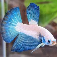Gambar HALFMOON BLUE RIM BICOLOR #1 dari KOLEKSI CUPANG LANGKA BANDUNG undefined 2 Tokopedia