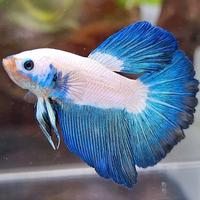 Gambar HALFMOON BLUE RIM BICOLOR #1 dari KOLEKSI CUPANG LANGKA BANDUNG undefined 3 Tokopedia