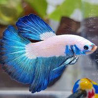 Gambar HALFMOON BLUE RIM BICOLOR #1 dari KOLEKSI CUPANG LANGKA BANDUNG undefined 1 Tokopedia