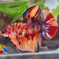 Gambar GIANT HMPK BO 5,5CM+ ORANGE TIGER MULTICOLOR dari KOLEKSI CUPANG LANGKA BANDUNG undefined 3 Tokopedia