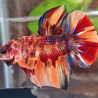 Gambar GIANT HMPK BO 5,5CM+ ORANGE TIGER MULTICOLOR dari KOLEKSI CUPANG LANGKA BANDUNG undefined 1 Tokopedia