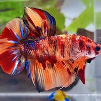 Gambar GIANT HMPK BO 5,5CM+ ORANGE TIGER MULTICOLOR dari KOLEKSI CUPANG LANGKA BANDUNG undefined 2 Tokopedia