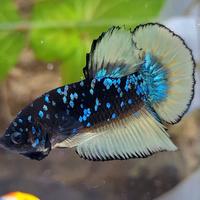 Gambar GIANT PLAKAT BO 4CM+ BLACK GALAXY BLUE AVATAR YELLOW dari KOLEKSI CUPANG LANGKA BANDUNG undefined 1 Tokopedia
