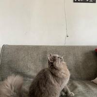 Gambar Kucing British Longhair lucu murah jantan dari ELEAN undefined 2 Tokopedia