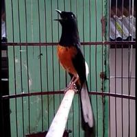Gambar Murai Batu Me dan Pastol Gacoran Fullset - Burung Saja dari LiamExoticBird undefined 4 Tokopedia