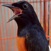 Gambar Murai Batu Me dan Pastol Gacoran Fullset - Burung Saja dari LiamExoticBird undefined 3 Tokopedia