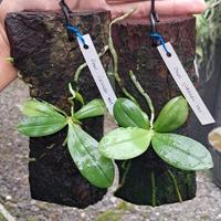 Gambar Phalaenopsis Violacea 'red' dari Gerai Anggrek Blitar undefined 2 Tokopedia