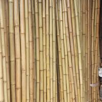 Gambar Tongkat Bambu 2 Meter/Tongkat Pramuka 2 Meter/Bambu Batangan 2 Meteran/Tongkat Bambu untuk Jemuran/Bambu Bahan Plafon dari Dayani Indonesia undefined 1 Tokopedia