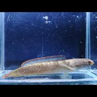 Gambar ikan Chana limbata murah rim cakep dari Ahiiw_betta33 undefined 3 Tokopedia