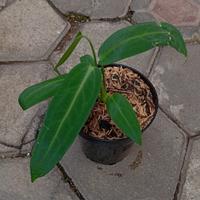 Gambar Tanaman Hias Anthurium Warocqueanum dari tokobibit.id undefined 3 Tokopedia