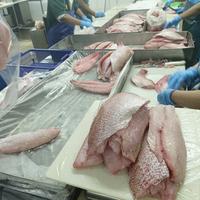 Gambar Ikan Kakap / Kakap Merah Fillet 500 gr / Export Quality / Seafood 22 dari 22 seafood Artamina undefined 4 Tokopedia