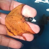Gambar ikan platak daun / platak orbicularis batfish dari V2N Marine undefined 1 Tokopedia