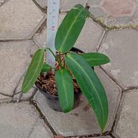 Gambar Tanaman Hias Anthurium Warocqueanum dari tokobibit.id undefined 4 Tokopedia