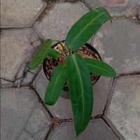 Gambar Tanaman Hias Anthurium Warocqueanum dari tokobibit.id undefined 2 Tokopedia