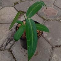 Gambar Tanaman Hias Anthurium Warocqueanum dari tokobibit.id undefined 1 Tokopedia