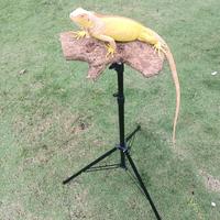 Gambar Tangkringan Iguana/Tempat Berjemur/Menjemur dari Nata Exopets undefined 1 Tokopedia