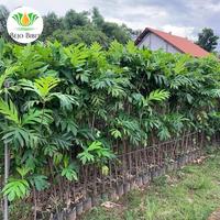 Gambar Pohon Sukun Kuning Tinggi 2 Meter / Bibit Tanaman Buah Sukun Madu dari Bejo Bibit Unggul undefined 1 Tokopedia