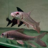 Gambar ikan porbarbus julieni barb 20cm dari Putri Aquascfarm undefined 2 Tokopedia