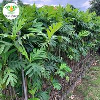 Gambar Pohon Sukun Kuning Tinggi 2 Meter / Bibit Tanaman Buah Sukun Madu dari Bejo Bibit Unggul undefined 2 Tokopedia