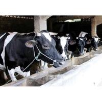 Gambar daging sapi giling premium fres dari Toko ikan dan daging giling undefined 4 Tokopedia