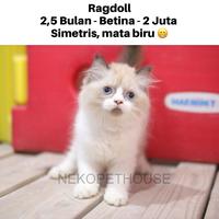 Gambar Ragdoll Kucing Kitten Ragdoll Anak Kucing Ragdoll dari Nekopethouse - Adopsi Kucing undefined 1 Tokopedia