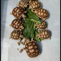 Gambar kura-kura/ darat sulcata size 7cm dari Penghobi Tortoise undefined 1 Tokopedia