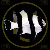Gambar Ikan Hias Laut Betok Zebra dari MJ FISH MARINE_NEW undefined 1 Tokopedia