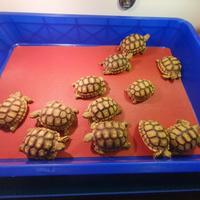 Gambar Kura-Kura Sulcata Size 7-8Cm dari puppyhubba undefined 5 Tokopedia