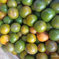 Gambar jeruk jember manis per 1 kg dari SPR buah segar cikutra undefined 2 Tokopedia