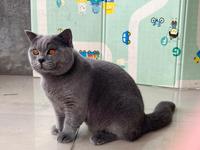 Gambar Kucing British Shorthair BSH Jantan – Pedigree WCF | Kualitas Show dari Moely Cattery undefined 2 Tokopedia