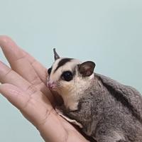 Gambar Fooper Anakan Sugar Glider Joey Joy Classic Grey White Face Leucistic Creamino Platinum Mosaic Mozaik dll - Classic Grey, Joey Betina dari Fooper undefined 4 Tokopedia