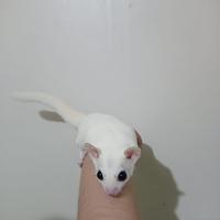 Gambar Fooper Anakan Sugar Glider Joey Joy Classic Grey White Face Leucistic Creamino Platinum Mosaic Mozaik dll - Classic Grey, Joey Betina dari Fooper undefined 5 Tokopedia