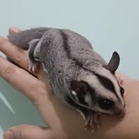 Gambar Fooper Anakan Sugar Glider Joey Joy Classic Grey White Face Leucistic Creamino Platinum Mosaic Mozaik dll - Classic Grey, Joey Betina dari Fooper undefined 3 Tokopedia