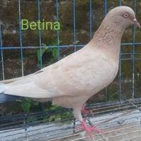 Gambar satu pasang merpati 3 warna limited edition x betina bule dari bagusts Parrot bird shop undefined 2 Tokopedia