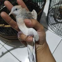 Gambar perkutut silver jantan gacor pilihan dari Putra jamika bandung undefined 2 Tokopedia