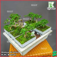 Gambar Tanaman Hias Bonsai Sancang Siap Pajang Free Pot Foto Asli Bibit Sancang Bahan Sancang Bibit Bonsai Sancang Bahan Bonsai Sancang Program Akar Sancang Varigata Sancang Farigata Sancang Meliuk Sancang Prokar Sancang Jadi Sancang Kontes - Amlikina - Sancang 3 dari AMLIKINA STORE undefined 3 Tokopedia