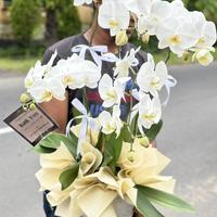 Gambar Double Orchid Bunga Asli Anggrek Bulan Pot Hidup Anggrek bulan flowers - Double ORCHID  dari De Trend Florist Bali undefined 5 Tokopedia