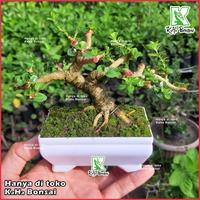 Gambar Tanaman Hias Bonsai Sancang Siap Pajang Free Pot Foto Asli Bibit Sancang Bahan Sancang Bibit Bonsai Sancang Bahan Bonsai Sancang Program Akar Sancang Varigata Sancang Farigata Sancang Meliuk Sancang Prokar Sancang Jadi Sancang Kontes - Amlikina - Sancang 3 dari AMLIKINA STORE undefined 2 Tokopedia