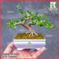 Gambar Tanaman Hias Bonsai Sancang Siap Pajang Free Pot Foto Asli Bibit Sancang Bahan Sancang Bibit Bonsai Sancang Bahan Bonsai Sancang Program Akar Sancang Varigata Sancang Farigata Sancang Meliuk Sancang Prokar Sancang Jadi Sancang Kontes - Amlikina - Sancang 3 dari AMLIKINA STORE undefined 4 Tokopedia