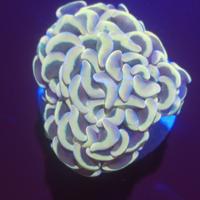 Gambar coral siwalan hologram hammer dari teras laut undefined 1 Tokopedia