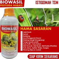 Gambar Obat Semprot Anti Hama Kutu Putih Pada Jeruk Limau, Lemon, Jeruk Nipis dll - Pupuk Organik Tanaman Pengendali Hama Kutu Putih, Ulat Daun, Wereng, Serangga dan Semua Jenis Hama Pada Tanaman Jeruk BIOWASIl 500 ML Terlaris dari Yophie shop undefined 4 Tokopedia